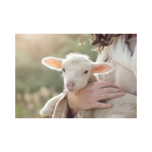 Chúa Nhật IV Phục Sinh - Năm C (2/2)